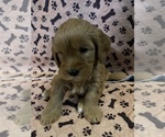 Small Photo #6 Goldendoodle Puppy For Sale in FRESNO, CA, USA