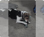 Small #4 Beagle
