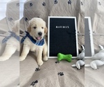 Puppy 7 Golden Retriever