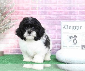 ShihPoo Puppy for sale in BEL AIR, MD, USA