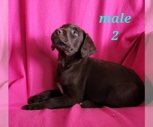 German Shorthaired Pointer-Poodle (Standard) Mix Puppy for sale in HARTVILLE, MO, USA