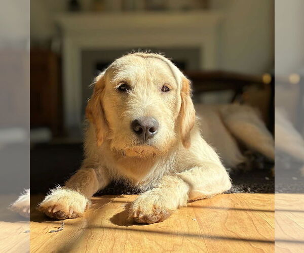 Medium Photo #2 Golden Retriever-Unknown Mix Puppy For Sale in Arlington, VA, USA