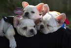 Small Photo #5 French Bulldog Puppy For Sale in GARNER, NC, USA
