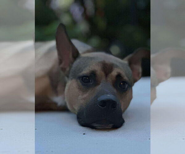 Medium Photo #5 Mutt Puppy For Sale in Germantown, OH, USA