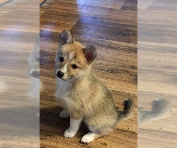 Medium Photo #2 Pomsky Puppy For Sale in LIBERTY, MS, USA