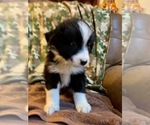 Small Photo #8 Australian Shepherd Puppy For Sale in HENDERSON, NC, USA