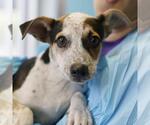 TAFFY - Male Mutt Dog for Adoption - Small photo
