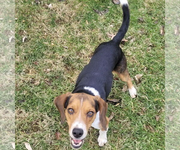 Medium Photo #3 Beagle Puppy For Sale in Batavia, OH, USA