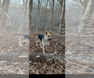 German Shepherd Dog Dogs for adoption in New Hill, NC, USA
