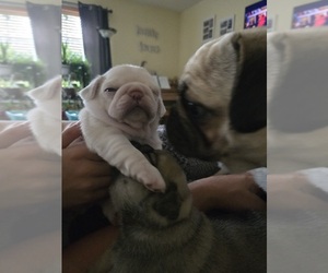 Pug Puppy for sale in WHITE CLOUD, MI, USA
