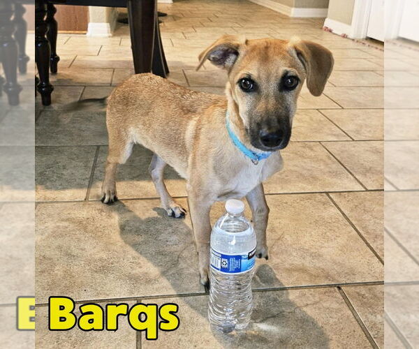 Medium Photo #8 Dachshund-Unknown Mix Puppy For Sale in San Antonio, TX, USA