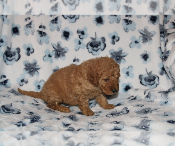 Medium Photo #13 Goldendoodle (Miniature) Puppy For Sale in BLOOMINGTON, IN, USA