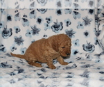 Small Photo #13 Goldendoodle (Miniature) Puppy For Sale in BLOOMINGTON, IN, USA