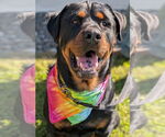Small #2 Rottweiler