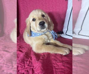Golden Retriever Puppy for sale in GREENFIELD, IN, USA