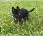 Small Photo #1 German Shepherd Dog Puppy For Sale in CASTLE CREEK, NY, USA