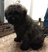 Small Photo #1 Bouvier Des Flandres Puppy For Sale in AMBOY, WA, USA