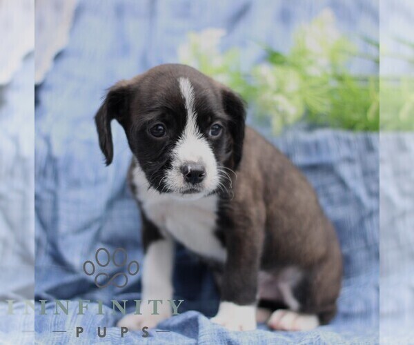 Medium Photo #3 Boston Terrier-Cock-A-Poo Mix Puppy For Sale in PORT ROYAL, PA, USA