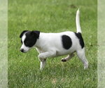 Small #5 Chihuahua Mix