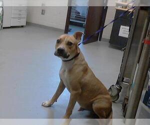 American Pit Bull Terrier-Unknown Mix Dogs for adoption in Fayetteville, NC, USA