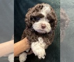 Puppy 2 Cockapoo