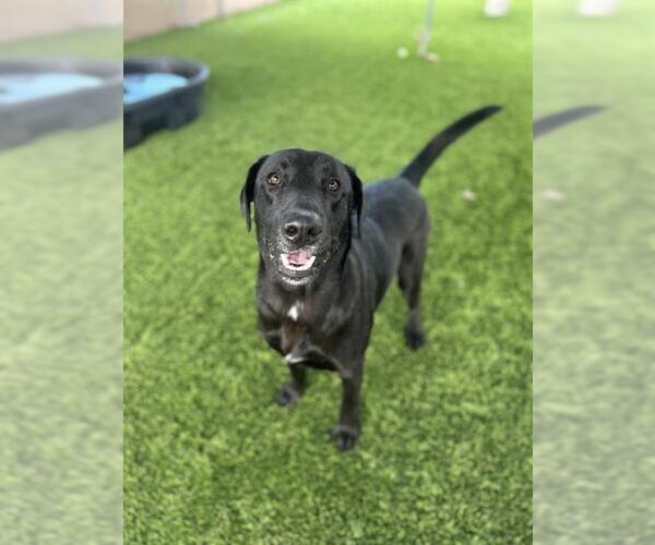 Medium Photo #1 Labrador Retriever Puppy For Sale in Chula Vista, CA, USA