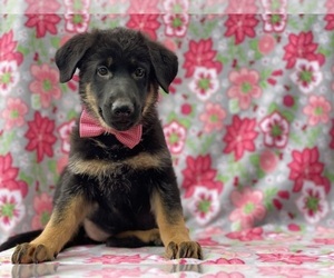 German Shepherd Dog Puppy for sale in LANCASTER, PA, USA