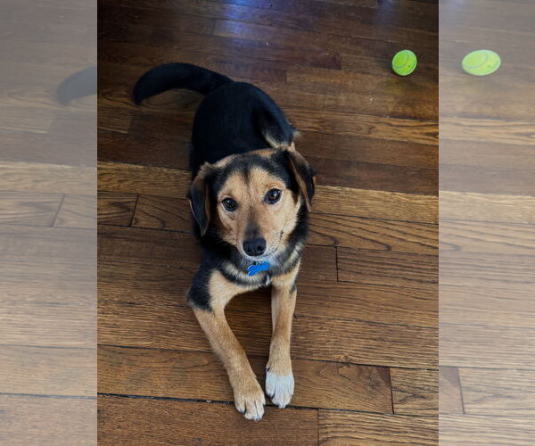 Medium Photo #3 Collie-Unknown Mix Puppy For Sale in Plainfield, IL, USA