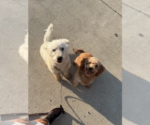 Goldendoodle (Miniature) Puppy for sale in W MANSFLD, OH, USA