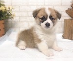Small Photo #3 Pembroke Welsh Corgi Puppy For Sale in NEW YORK, NY, USA