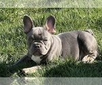 Small Photo #10 French Bulldog Puppy For Sale in TACOMA, WA, USA