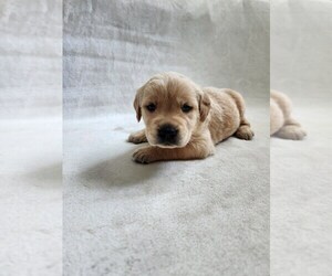 Golden Labrador Puppy for sale in CHATTAROY, WA, USA