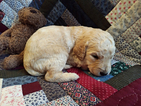 Small Photo #8 Goldendoodle Puppy For Sale in PELHAM, NH, USA