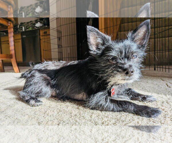 Medium Photo #2 Maltese-Unknown Mix Puppy For Sale in Princeton, MN, USA