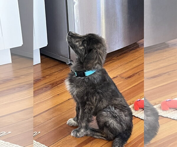 Medium Photo #2 Anatolian Shepherd-Unknown Mix Puppy For Sale in Alexandria, KY, USA