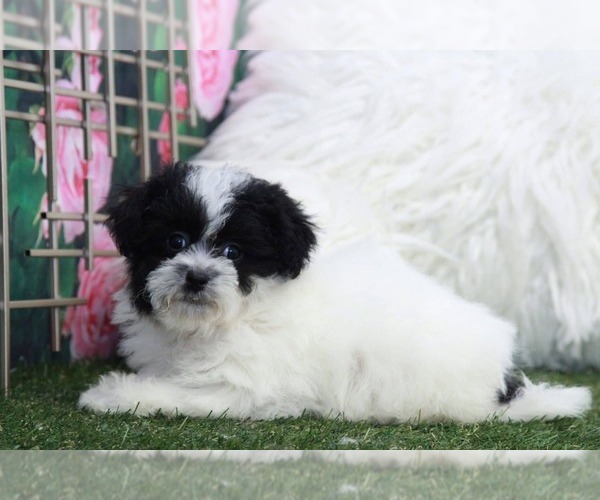 Medium Photo #2 Shorkie Tzu Puppy For Sale in MARIETTA, GA, USA