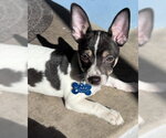 Small #1 Chihuahua Mix
