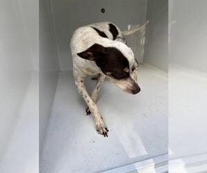 Chihuahua Dogs for adoption in Houston, TX, USA