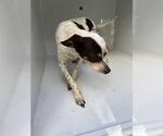 Small Chihuahua