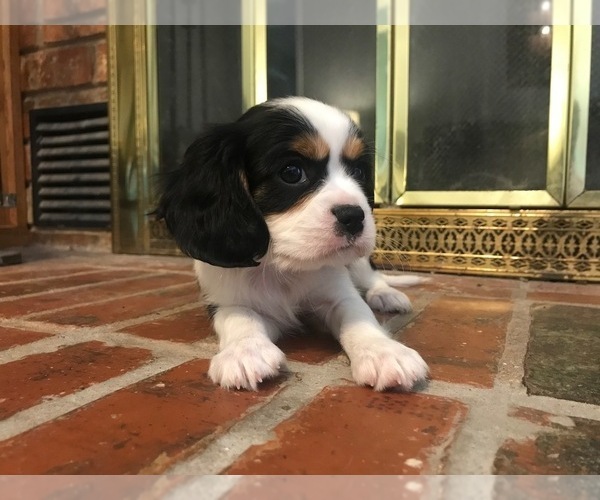 Medium Photo #1 Cavalier King Charles Spaniel Puppy For Sale in TULSA, OK, USA