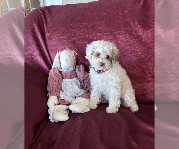 Medium Photo #2 Poodle (Miniature) Puppy For Sale in SPARTA, KY, USA