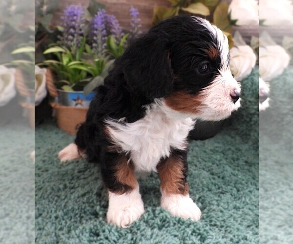 Medium Photo #18 Cavapoo Puppy For Sale in CARLISLE, KY, USA