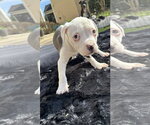 Small #9 American Pit Bull Terrier-Labrador Retriever Mix