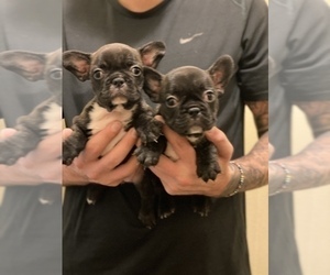 French Bulldog Puppy for sale in SAN DIEGO, CA, USA