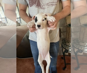 Dogo Argentino Puppy for sale in JIM THORPE, PA, USA