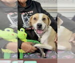 Small #10 Great Pyrenees Mix