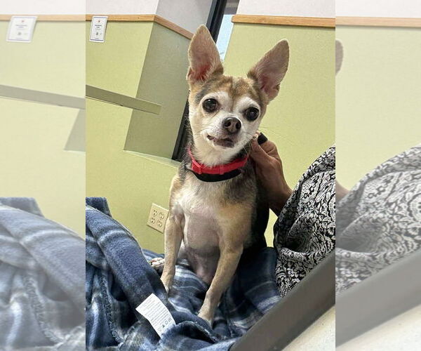 Medium Photo #15 Chihuahua-Unknown Mix Puppy For Sale in Boonton, NJ, USA