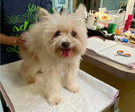 Small Maltipom