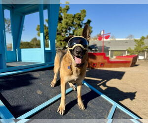 Gunther - Male German Shepherd Dog Dog for Adoption - Photo #2