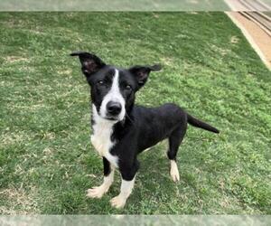 Border Collie-Unknown Mix Dogs for adoption in Plano, TX, USA